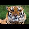 tiger_64